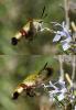 Hemaris fuciformis